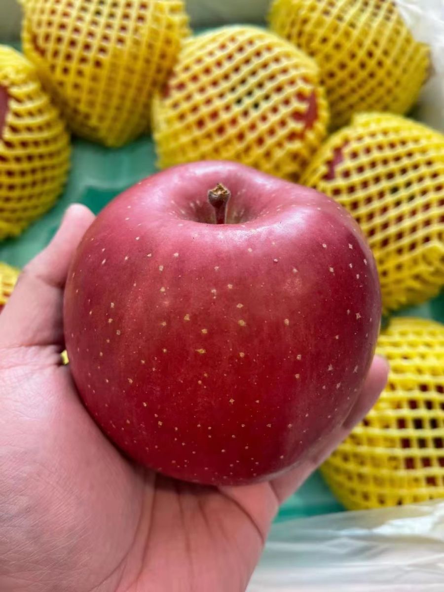 Fuji Apple Large