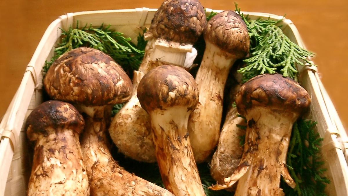 Shangri-La Matsutake Mushroom Season Arrives With Prices Exceeding $700 ...