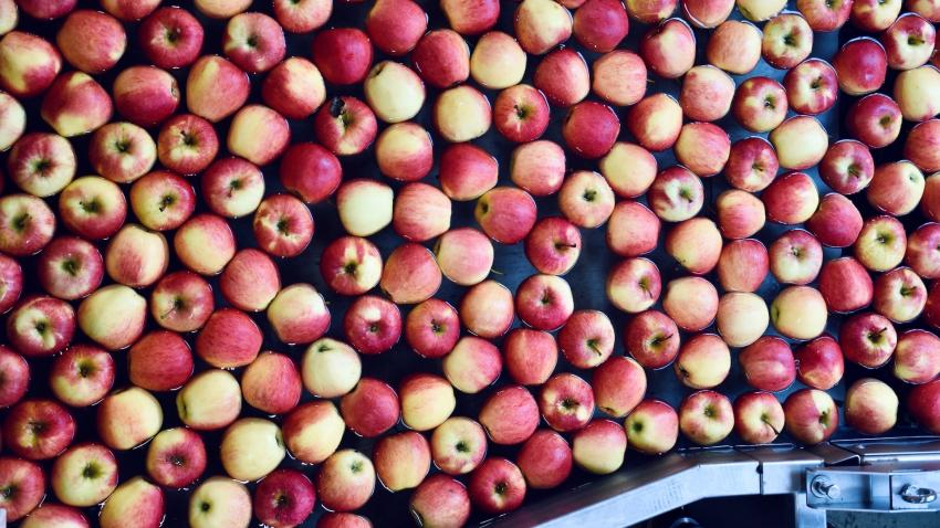 Japanese Sun Fuji Apples Selling for 60 Yuan Apiece in China