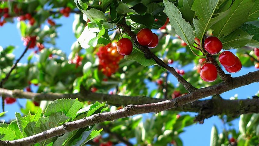 U.S. cherry season prices hit record low