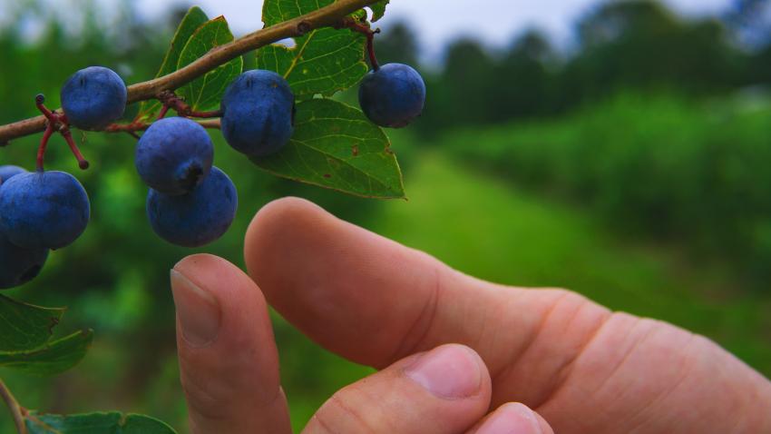 US Blueberries Season Debut in China Features New 'Peachy Blue