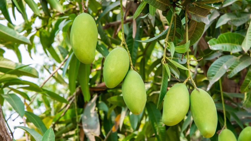 China Market Opening to Egyptian Mangos | Produce Report