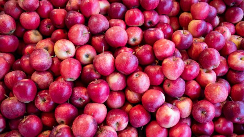 Japanese Sun Fuji Apples Selling for 60 Yuan Apiece in China